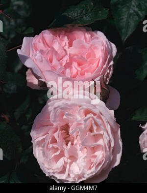 Rosa - `Redoute' (Shrub)   RSH095101 Stock Photo